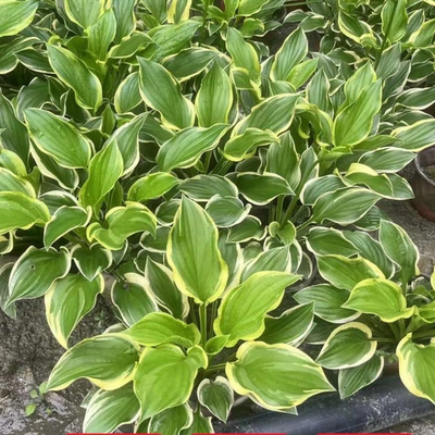 玉簪庭院景观阳台植物金边花叶