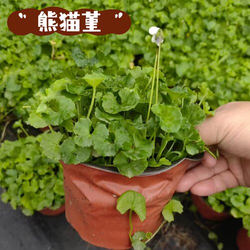 多年生熊猫堇花苗宿根地被