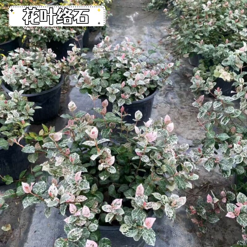 花叶络石垂吊盆栽四季好养