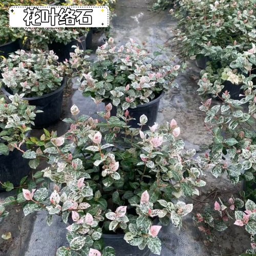 花叶络石垂吊盆栽四季好养