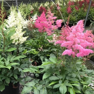 进口落新妇大苗盆栽耐阴耐寒植物庭院室外络新妇花苗阴生花镜绿植