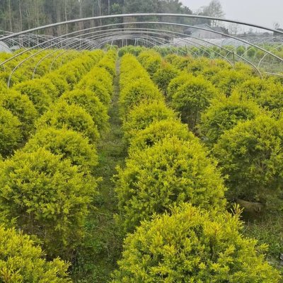 黄金香柳植物千层金绿植