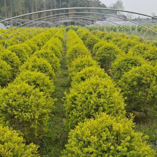 黄金香柳植物千层金绿植