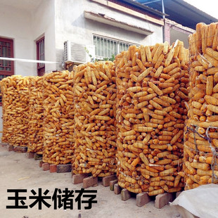 山东无棣农家自种自销玉米粒玉米棒可磨玉米面蒸窝头熬粥晒干包邮