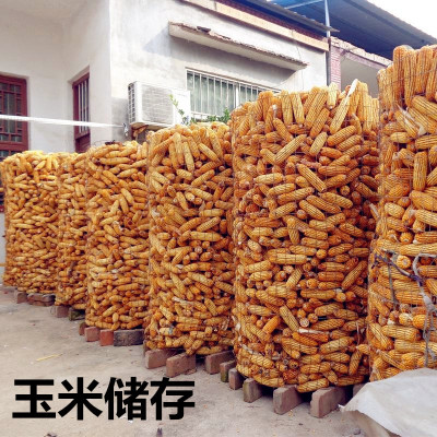 自种自销无棣县玉米粒棒