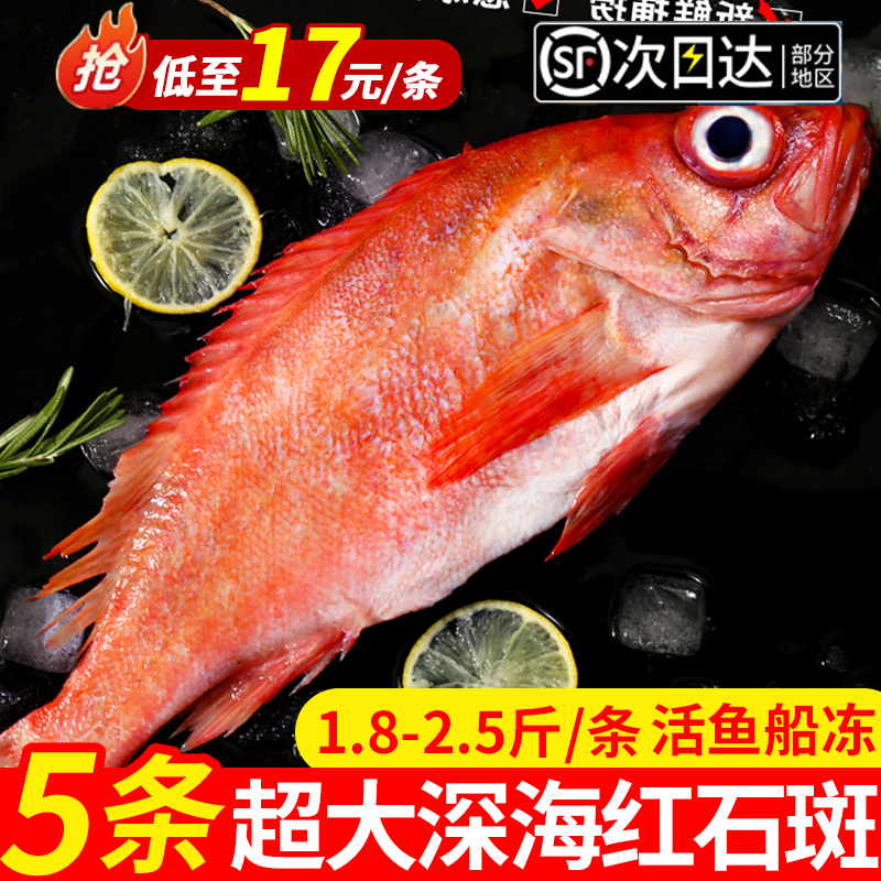 尚致红石斑鱼鲜活速冻冷冻