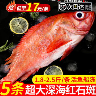 红石斑鱼鲜活冷冻超大红鱼深海龙胆富贵鱼海鱼大眼鱼新鲜海鲜水产