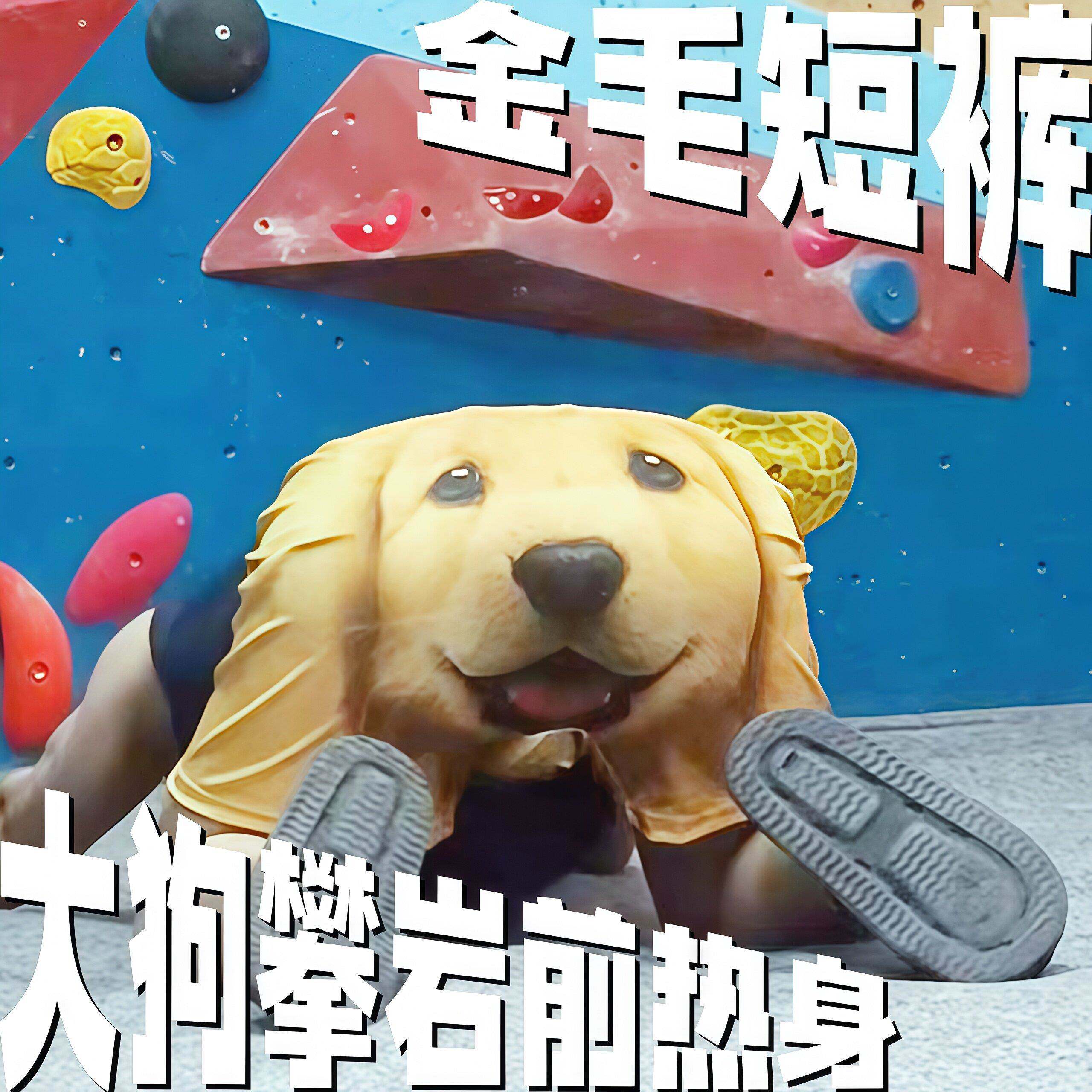 【金毛短裤】搞笑立体狗