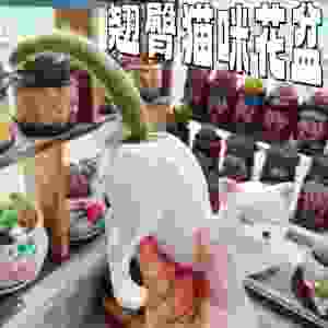 【翘臀猫咪花盆】仙人掌