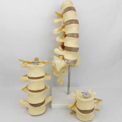 人体腰椎模型二四五节可拆卸