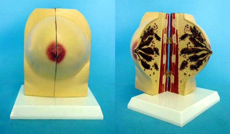 人体未孕乳房解剖模型静止期乳腺结构功能演示解妇科医用教学用具,玩具/童车/益智/积木/模型,其他模型玩具,淘宝优惠券,粉丝福利购,淘宝优惠卷