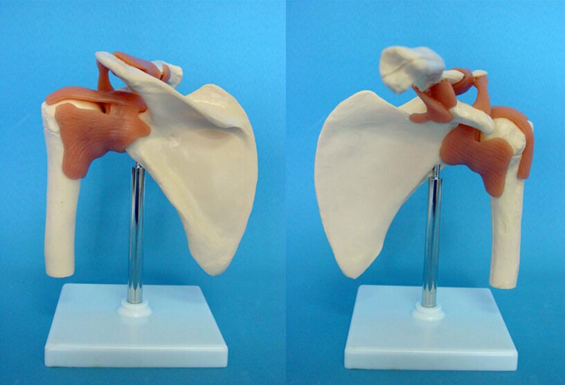 人体肩关节韧带功能演示模型骨骼骨架医用教学讲解用具