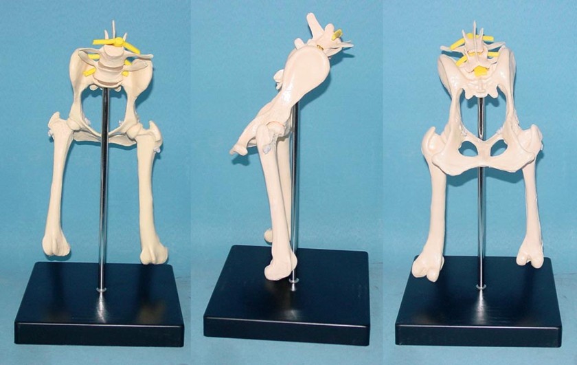 狗髋关节功能演示模型动物骨骼骨架医用兽医教学用具狗脊椎神经,玩具/童车/益智/积木/模型,其他模型玩具,淘宝优惠券,粉丝福利购,淘宝优惠卷