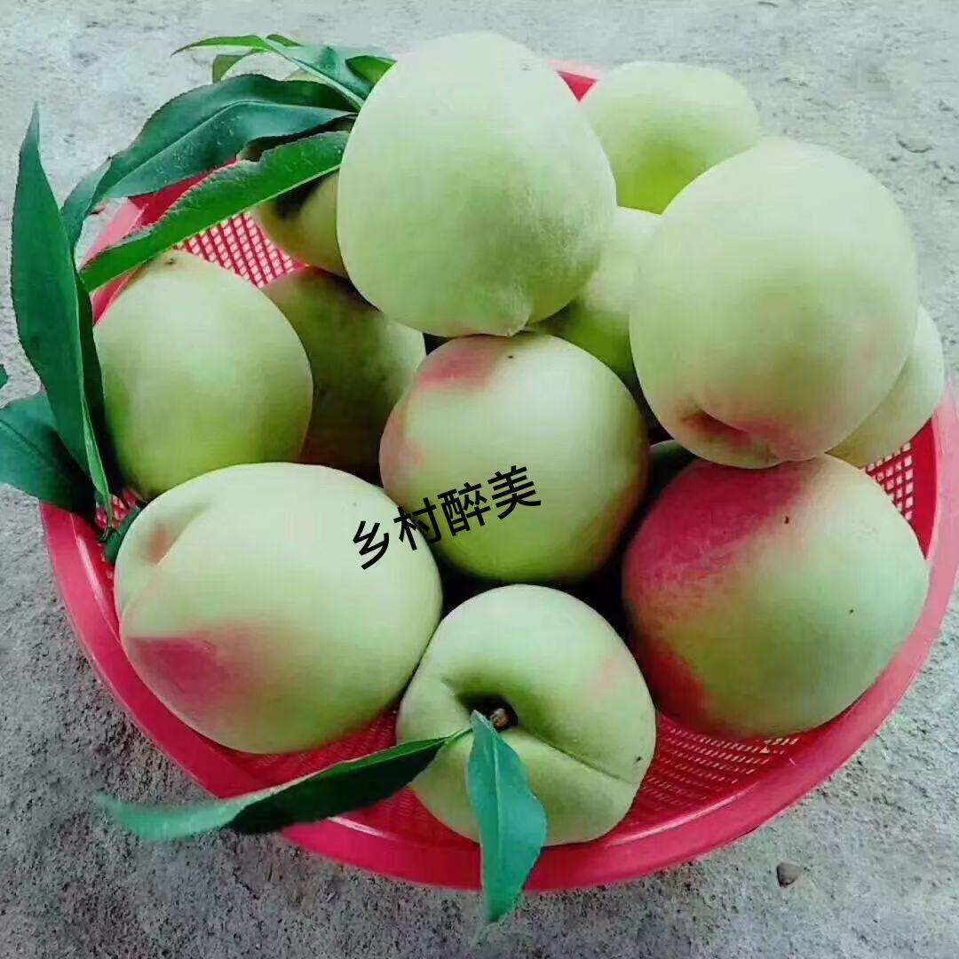 江西赣南鹰嘴桃脆甜新鲜现摘水果非广东河源毛桃连平上坪水蜜桃