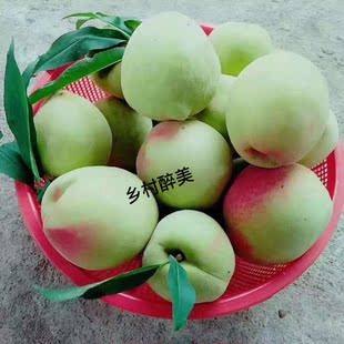 江西赣南鹰嘴桃脆甜新鲜现摘水果非广东河源毛桃连平上坪水蜜桃