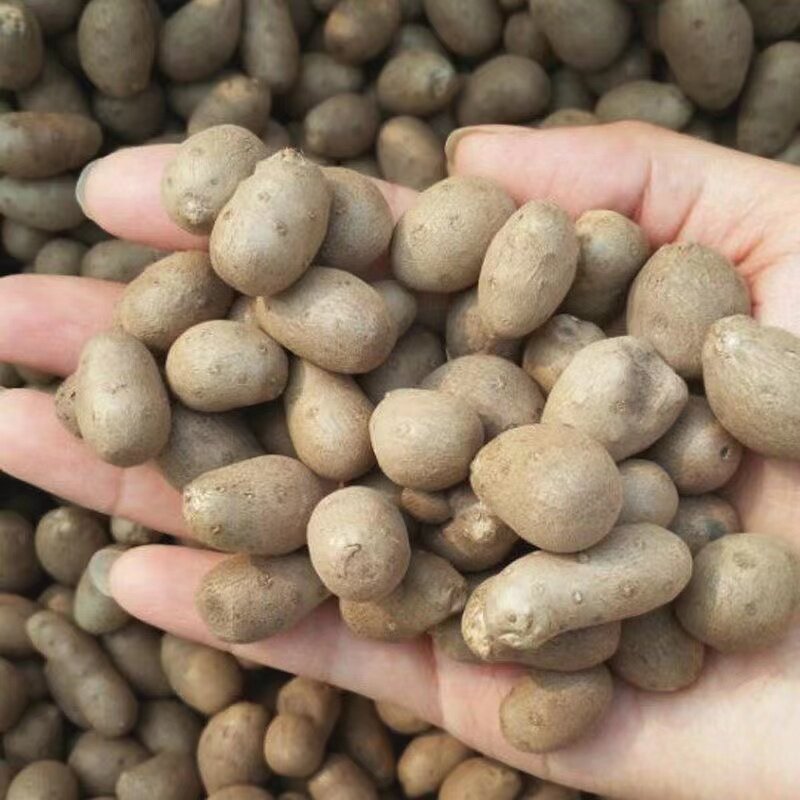 2024年现选山药豆种子大合芋白玉山药种精选新鲜大小均匀高产包邮