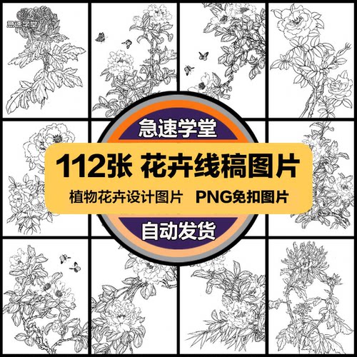 花卉茶花牡丹月季菊花线稿国画白描临摹PNG免抠PS设计美工素材