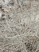 野生黑枸杞树枝干枝新疆精河现砍现发