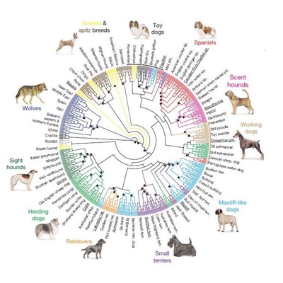 进化树/基因家族分析/作树/系统发育树/发生树/phylogenetic tree