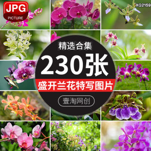 盛开紫色白色兰花蝴蝶兰花朵兰草花卉花瓣植物特写摄影图片照素材