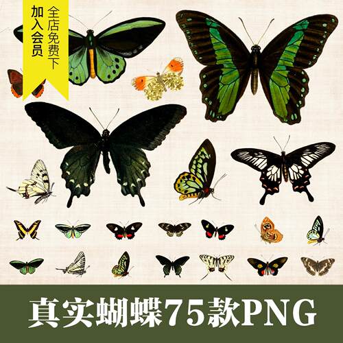 蝴蝶闪蝶彩蝶蛾子标本装饰后期合成免抠图片PNG电子手帐设计素材