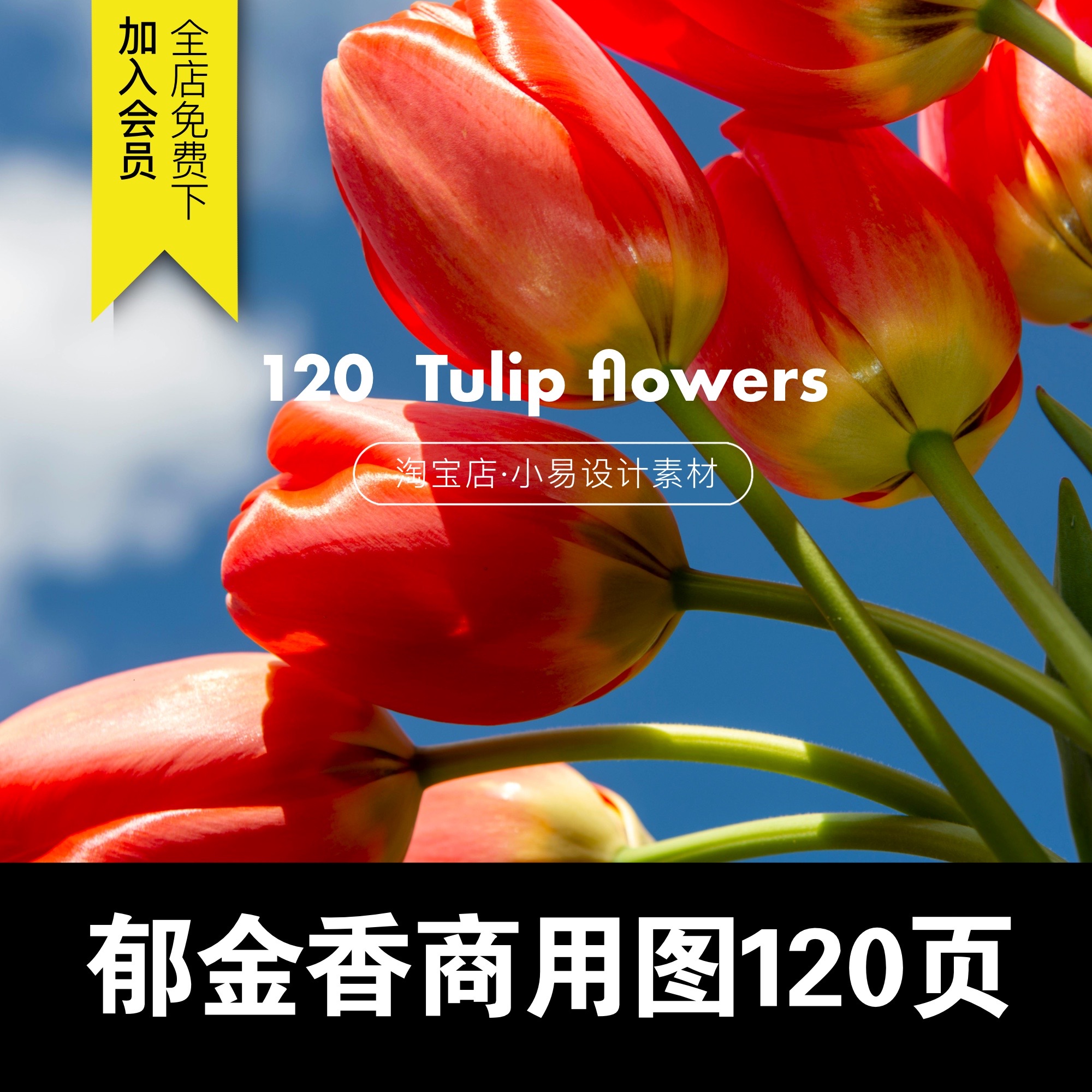 商用高清郁金香鲜花卉植物花朵摄影照片图片背景壁纸jpg设计素材
