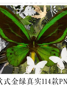 金绿色电子手账陈设鸟巴洛克复古欧式镜框手账PNG免扣ps设计素材