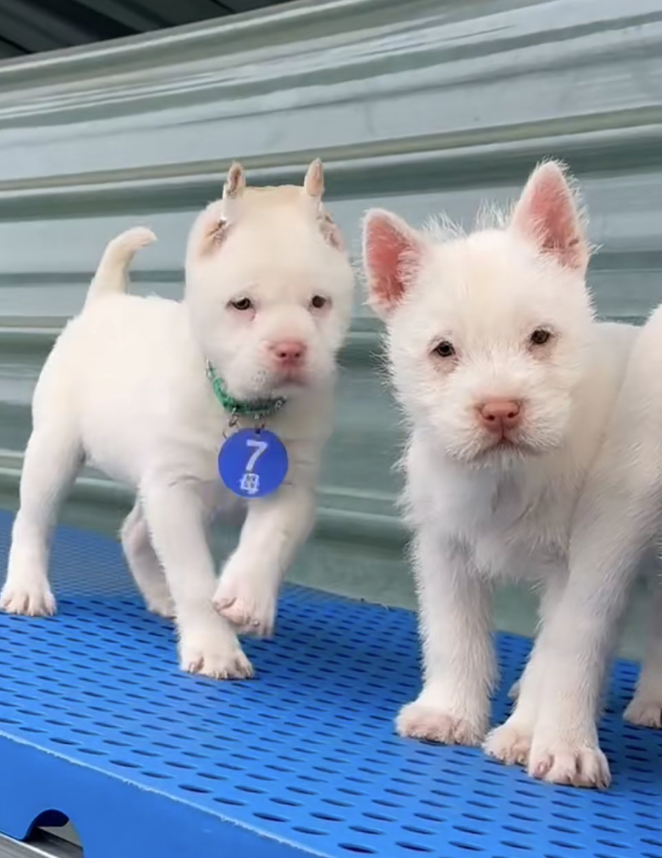 纯种下司幼犬活体宠物狗狗幼崽活物二个月大的猎犬包邮