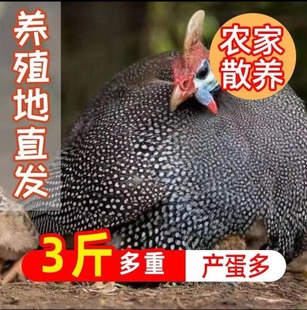 正宗散养纯种珍珠鸡活体 跑地鸡   月子鸡土鸡   包邮包损到家