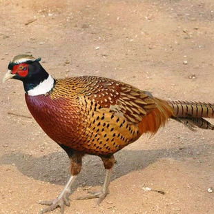 农家散养活体七彩山鸡成年鸡跑地鸡土鸡包活到家观赏活鸡批发零售