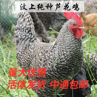 农家散养活体汶上芦花鸡 跑地土鸡 现杀月子鸡五黑鸡七彩山鸡包活