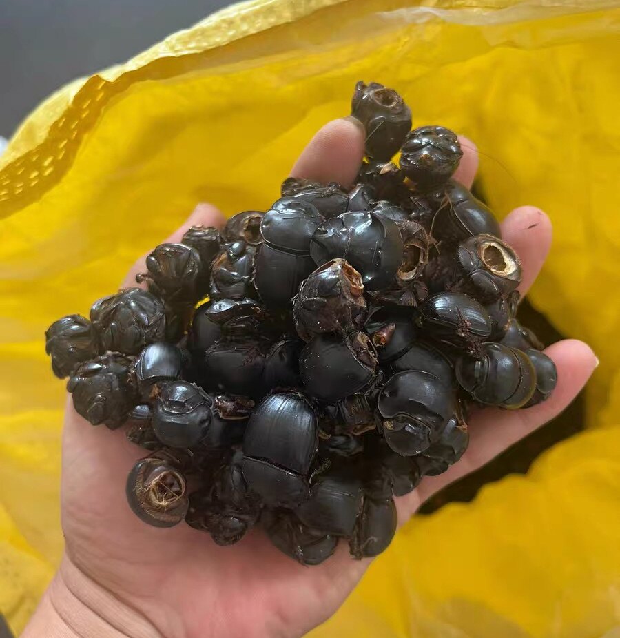 东北野生屎壳郎虫中药材清水干活蜣螂虫大将军推粪虫精选包邮