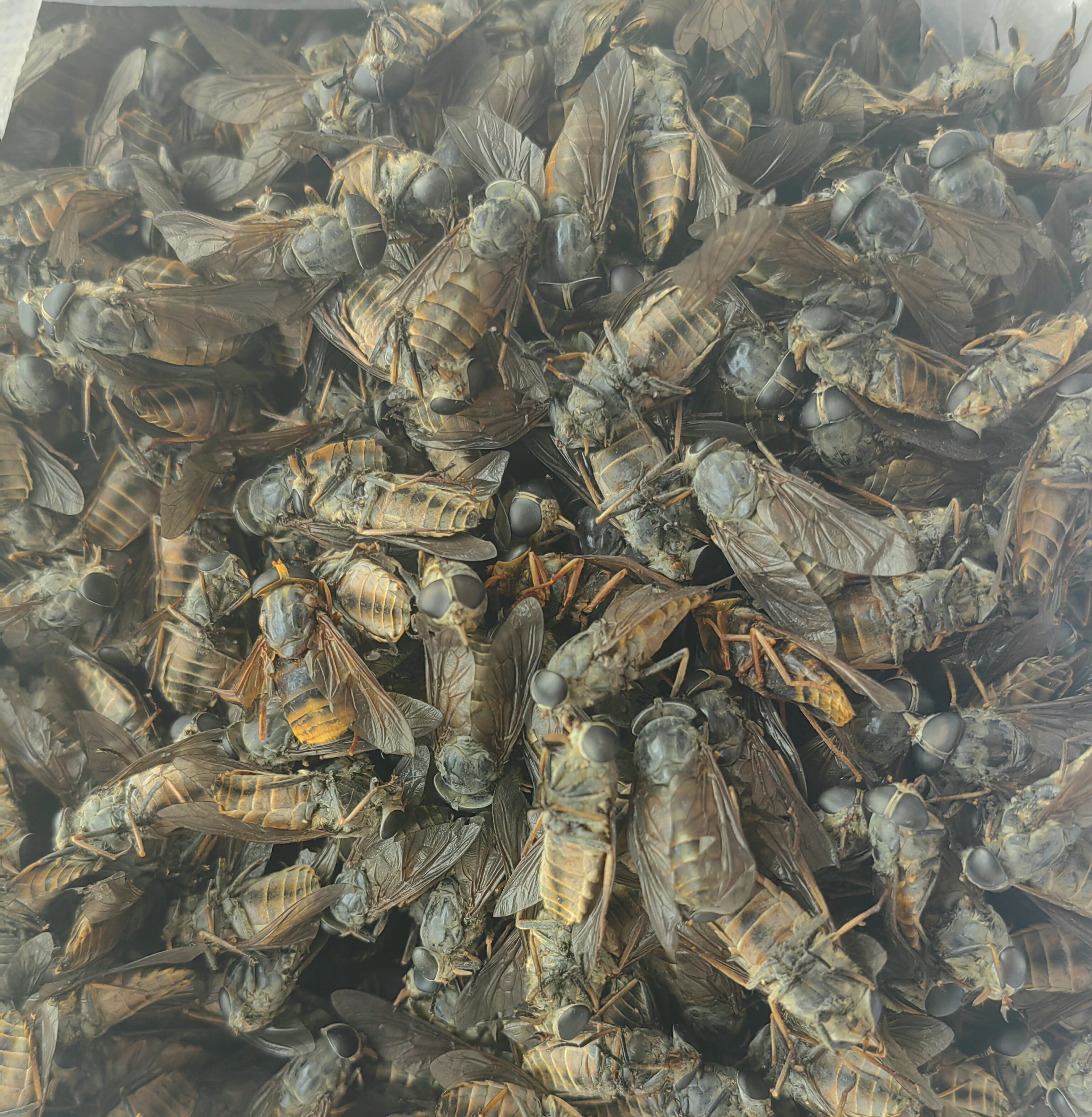 东北纯野生牛虻虫干货中药材无添加自然晒干瞎蒙虫牛蚊子吸血牛虻