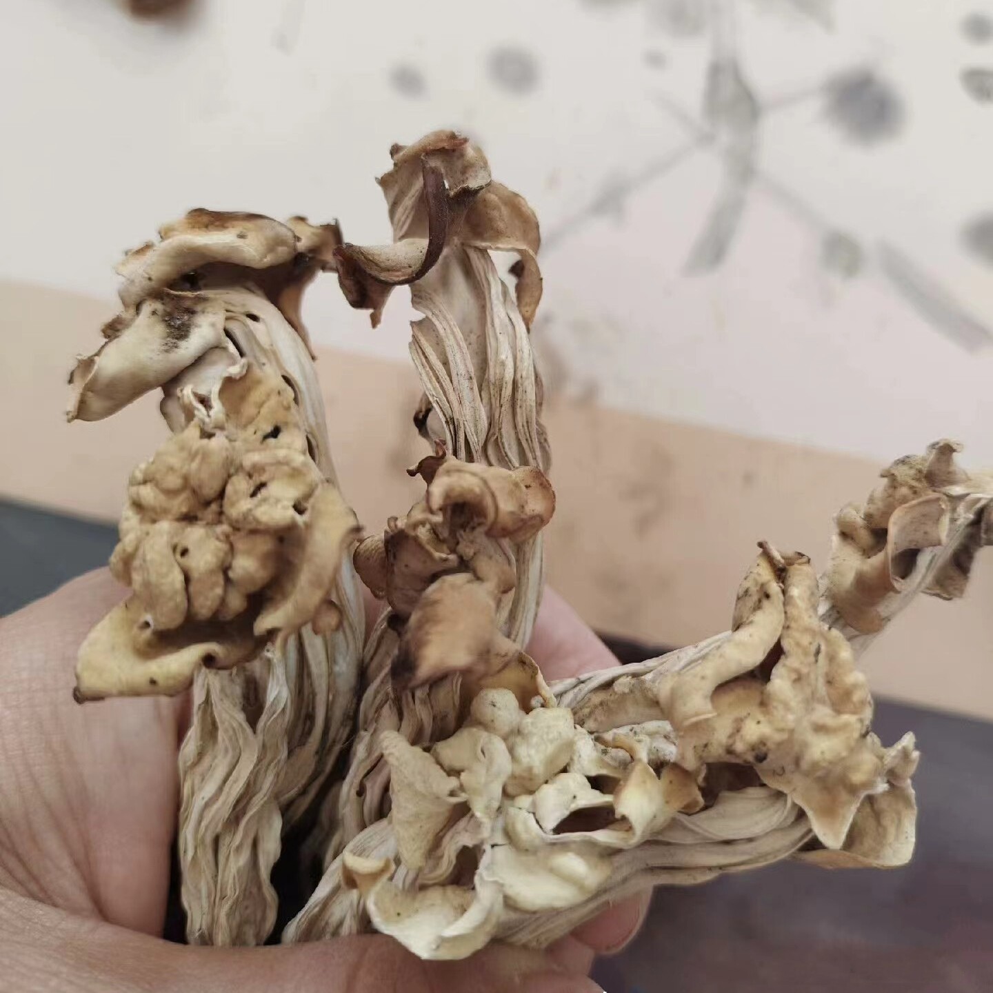 东北特产野生耳蘑干货腐竹蘑煲汤小鸡炖蘑菇精品人工选500g包邮