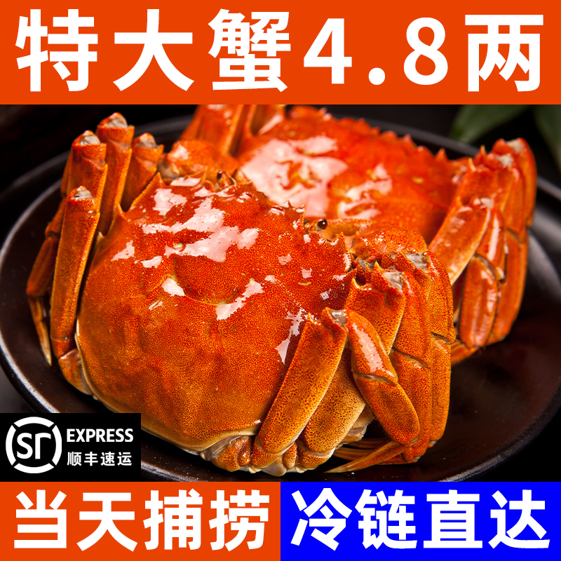 18只螃蟹全母大闸蟹鲜活现货