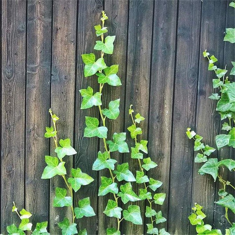 四季常青常绿爬藤植物室外常春藤 常青藤苗 攀缘花卉 盆栽藤蔓