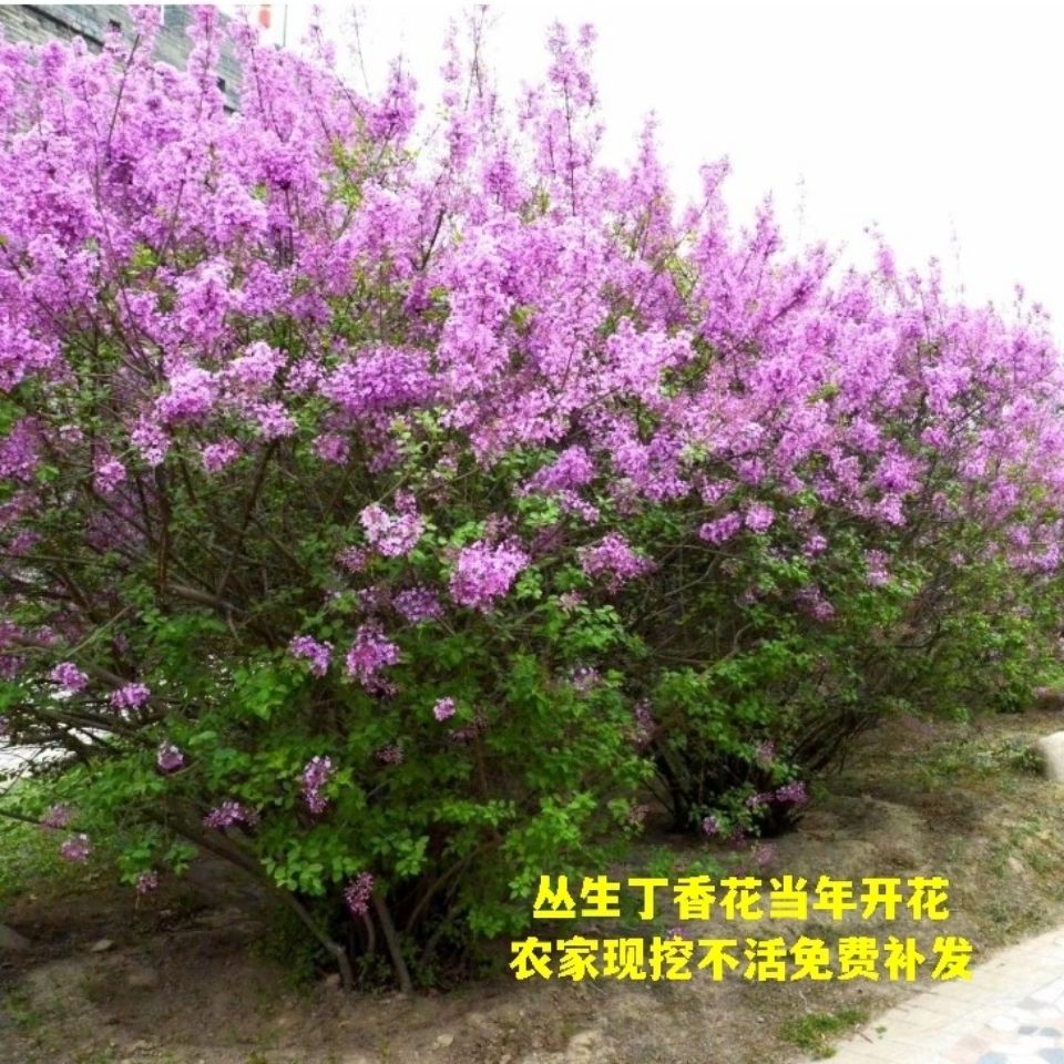 丁香树苗丛生紫丁香花苗盆栽地栽南北方耐寒庭院风景花木阳台花卉