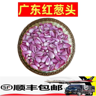 广东红葱头手工去皮剥好干葱头新鲜餐饮酒店香料头食用熬葱油