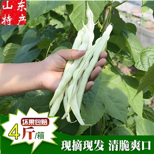 农家新鲜蔬菜东北白豆角 四季豆山东现摘芸豆白架豆白不老4斤包邮