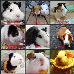 荷兰猪活物荷兰兔荷兰鼠兔小豚鼠宠物活体加拿大豚鼠荷兰幼崽豚鼠