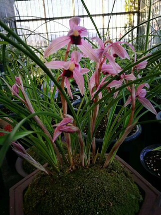 云南老种兰花莲瓣兰【丽江红】室内兰花苗阳台花卉客厅盆栽包邮