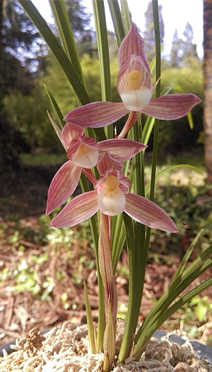 包邮云南名品兰花苗 莲瓣兰【人面桃花】浓香绿植花卉盆景园艺