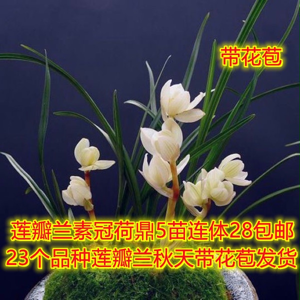 带花苞老种兰花苗包邮云南 莲瓣兰素冠荷鼎 浓香绿植花卉盆景园艺