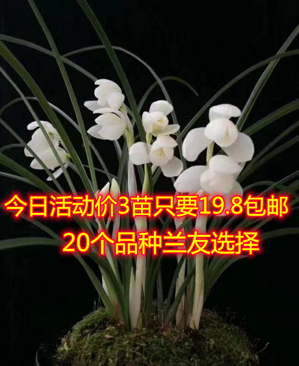 包邮云南自然老种兰花苗 莲瓣兰名品【永怀素】浓香绿植花卉盆栽