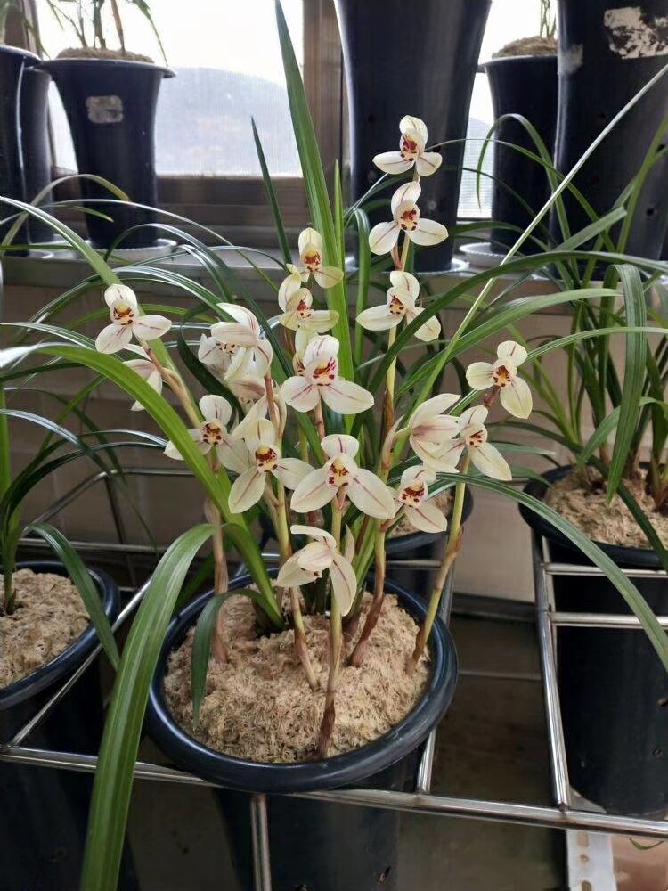 包邮云南名品兰花苗 莲瓣兰【聚宝荷】浓香室内绿植花卉盆景园艺