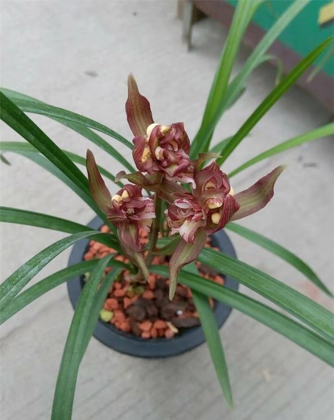包邮四川自然老种兰花苗  春剑 美丽之冠 浓香绿植花卉园艺