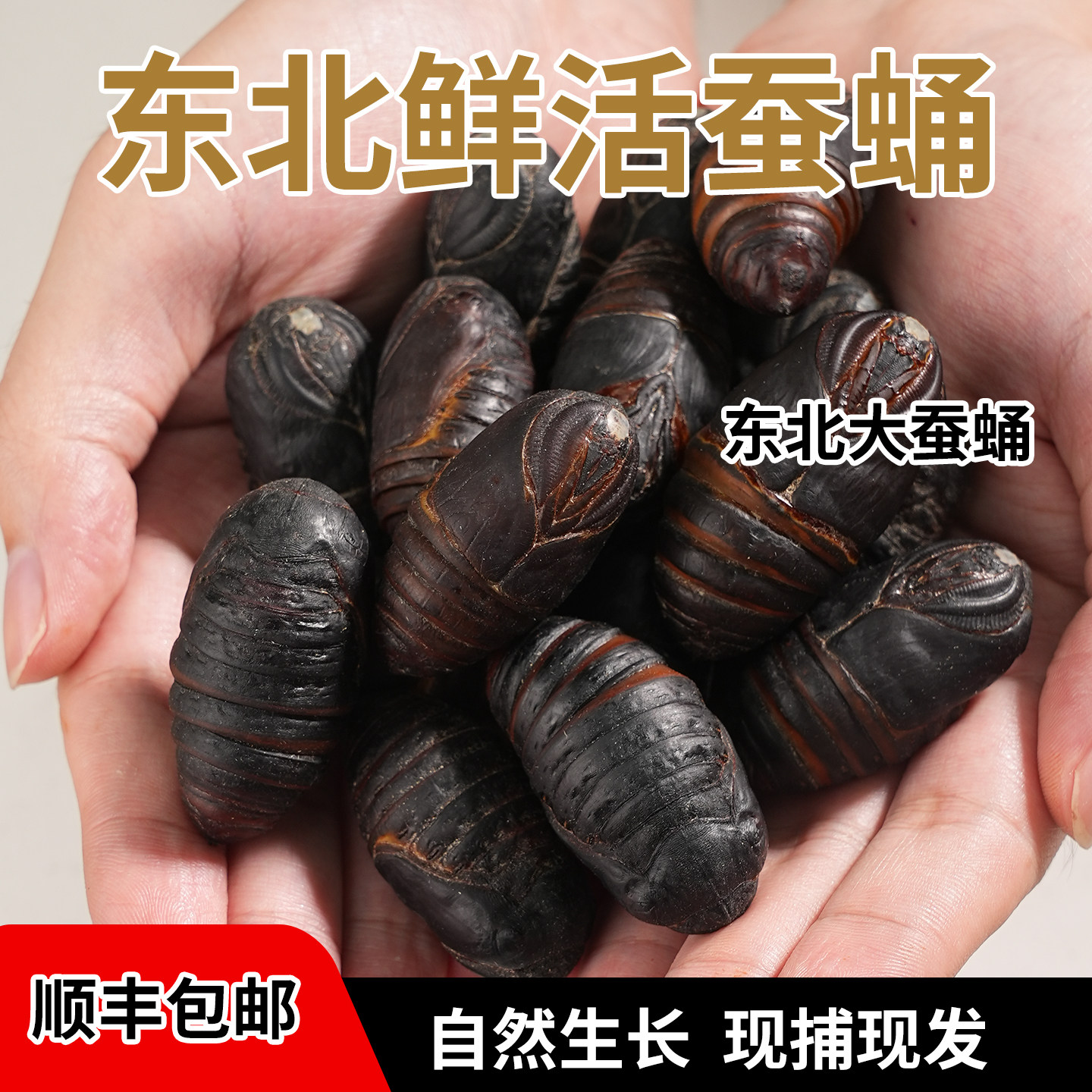 东北特产蚕蛹高蛋白2斤装保活