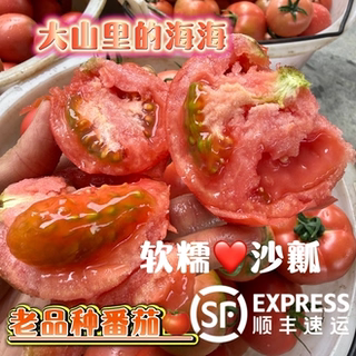 老品种番茄【顺丰包邮】口感番茄水果沙瓤西红柿攀枝花产地现摘