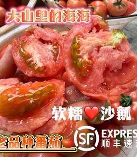 攀枝花现摘沙瓤番茄顺丰包邮
