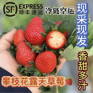《顺丰空运》四川攀枝花纯露天现摘香野隋珠草莓香甜细腻应季鲜甜